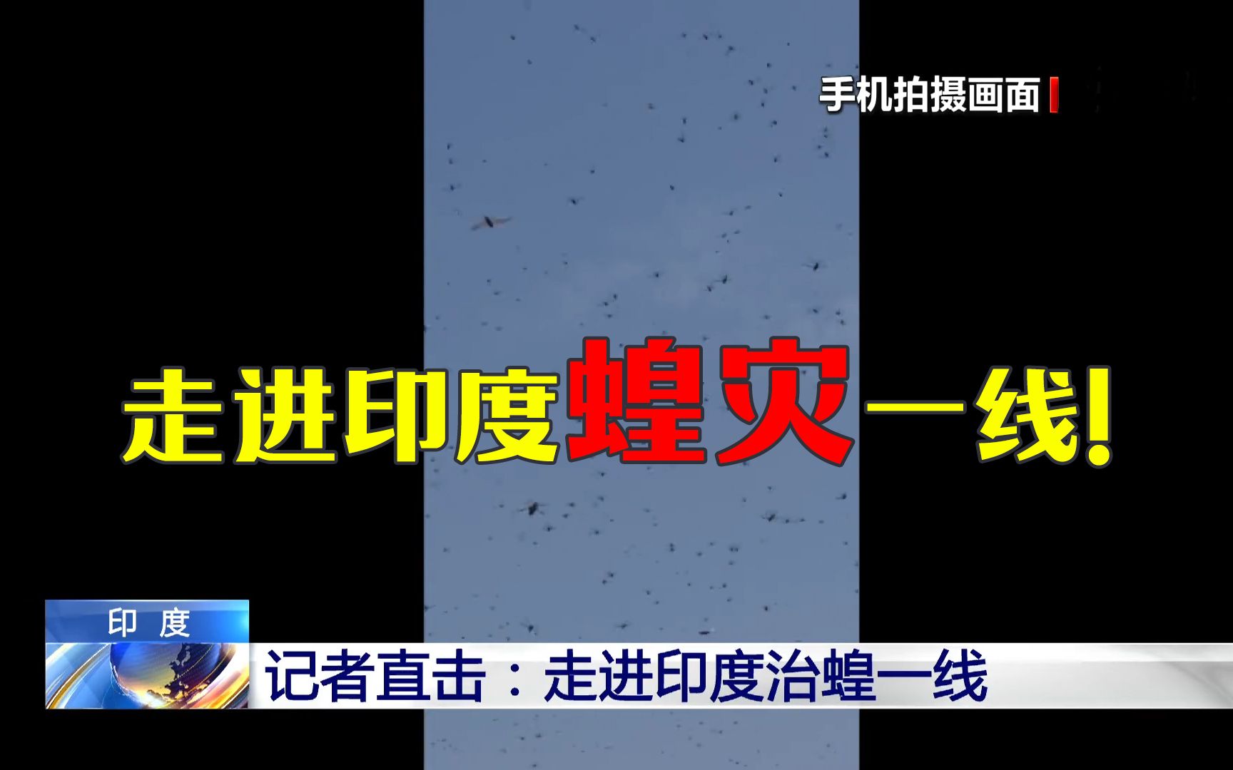 直击印度治蝗一线:喷药后蝗虫成堆死去!哔哩哔哩bilibili