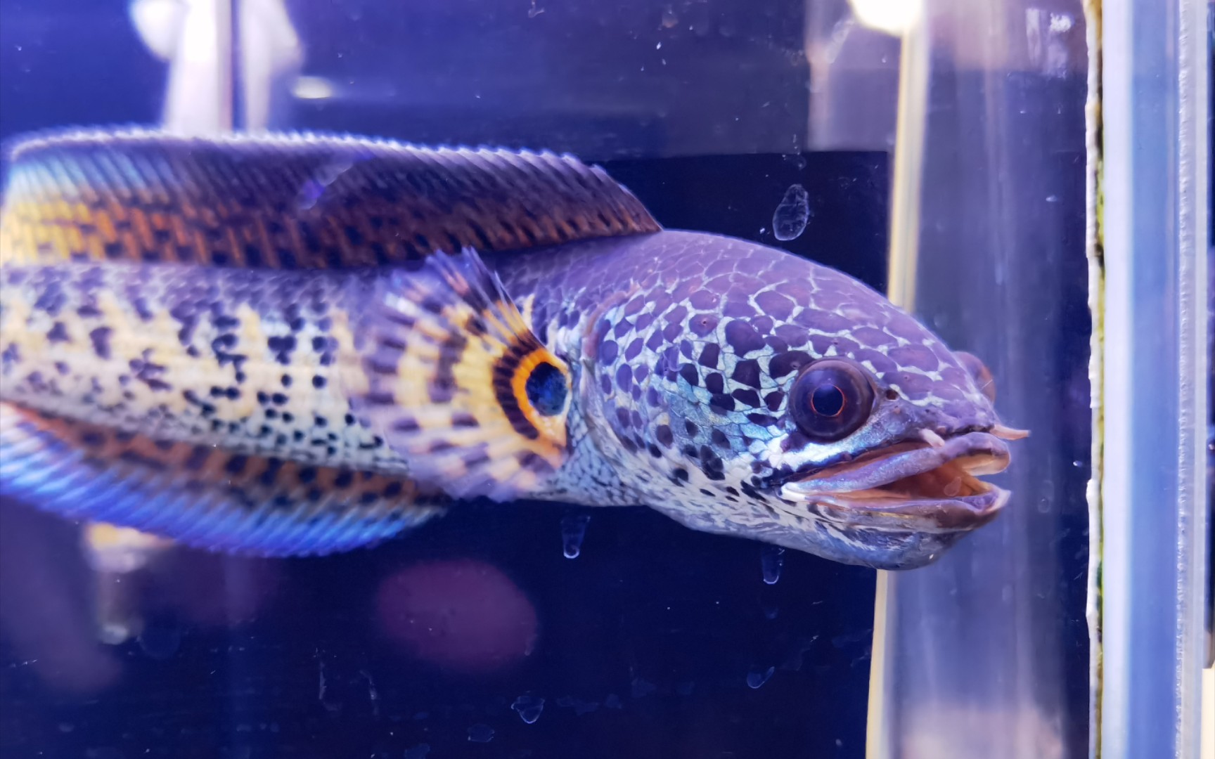 给眼镜蛇雷龙投喂黑壳虾 圈养黑壳很方便