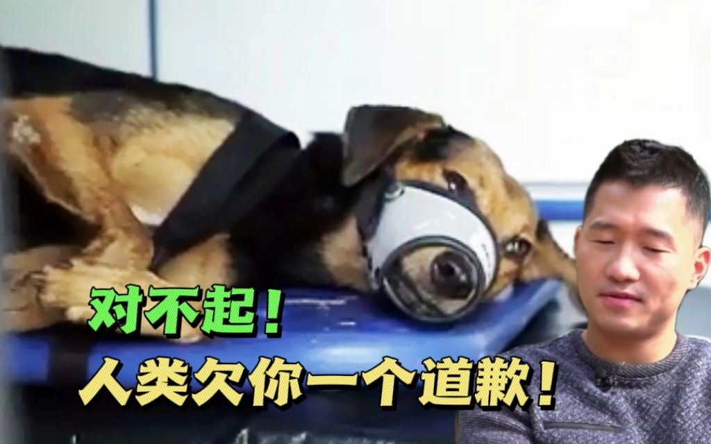 [图]关在实验室里5年的比格犬，为人类做了无数实验，被救出来后却丧失了生活能力，训犬师：真的很心痛！！