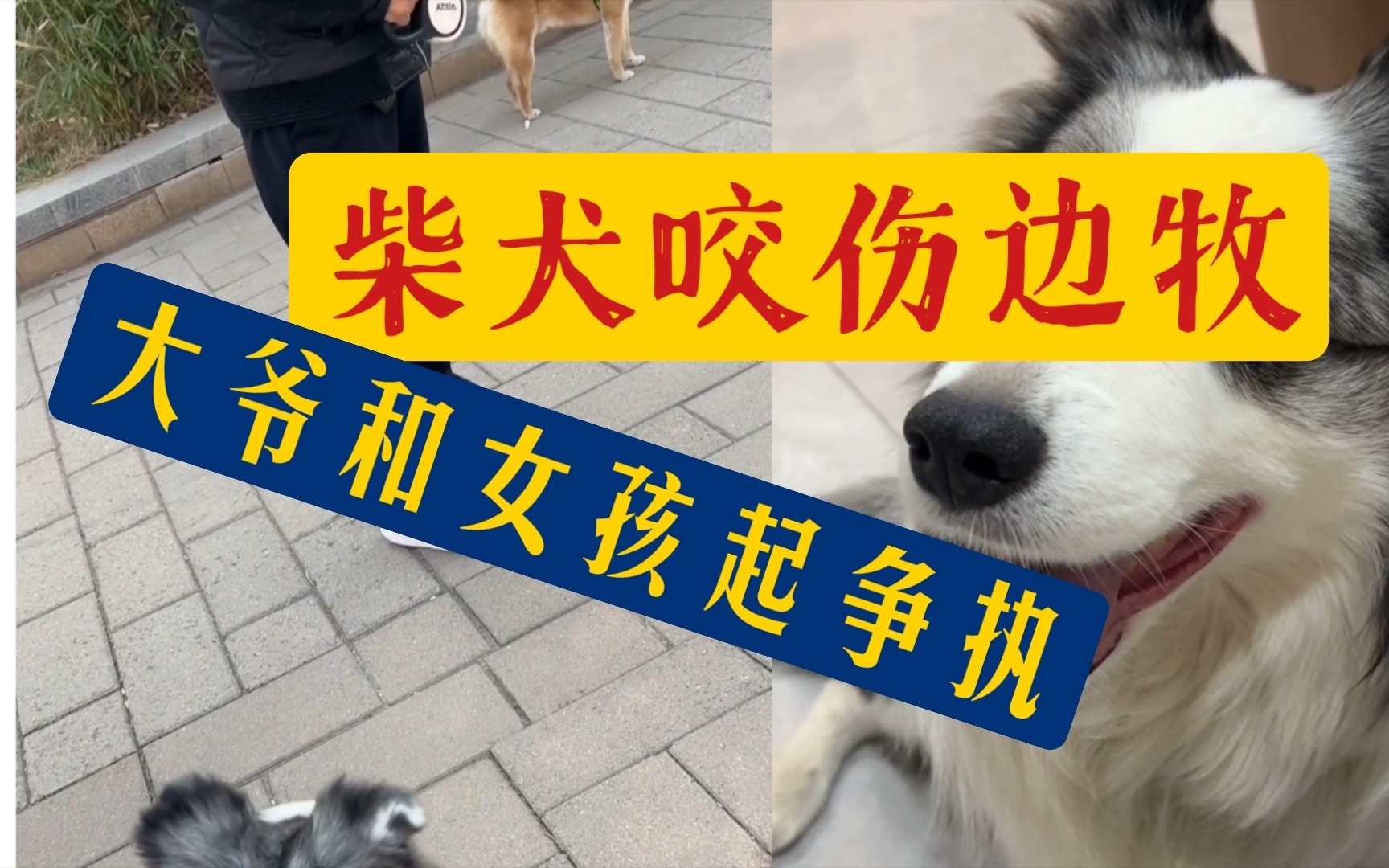 柴犬咬伤边牧!女孩要求送医,大爷说是互咬!哔哩哔哩bilibili