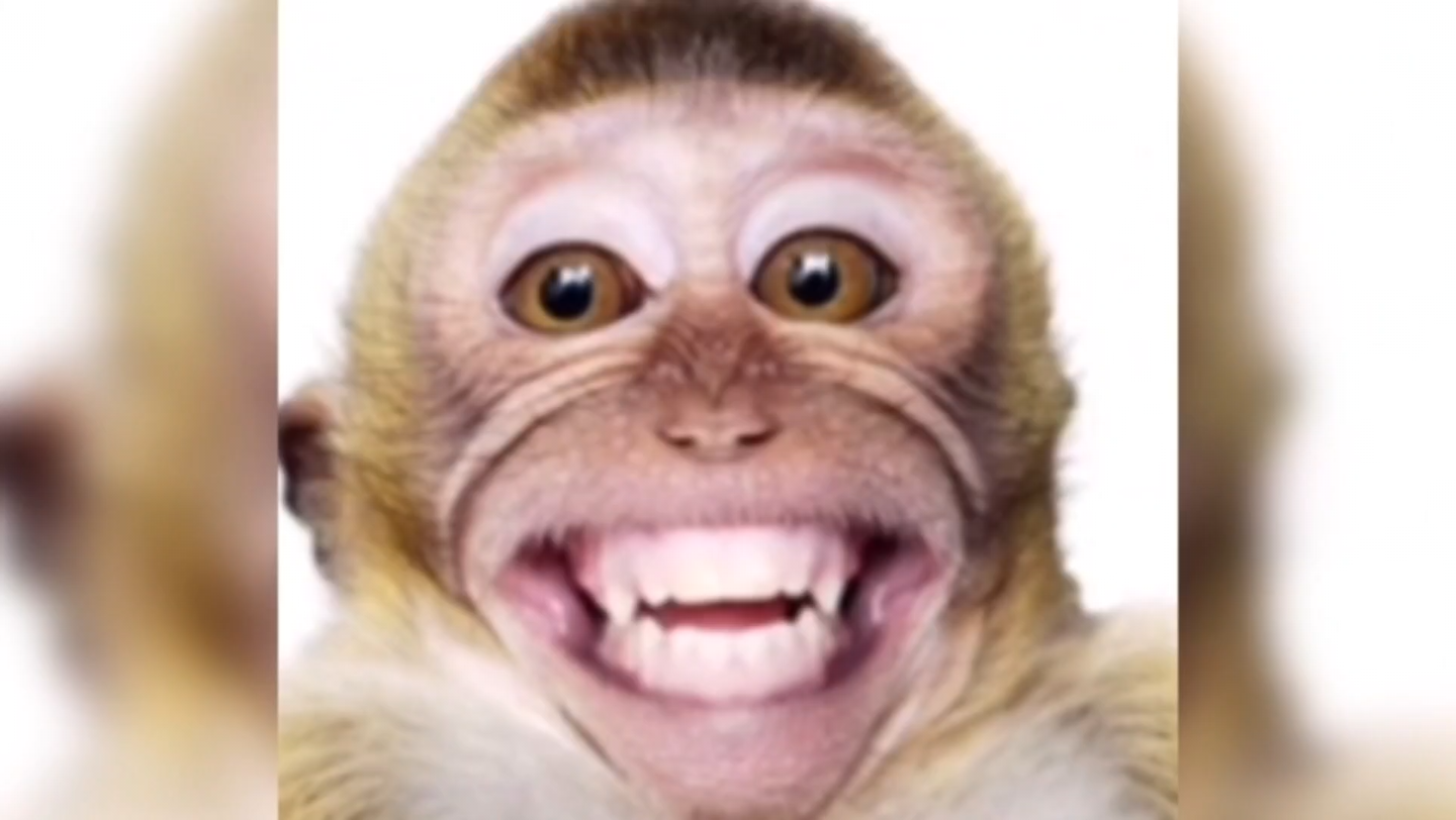 动物搞笑配音一起开心一下