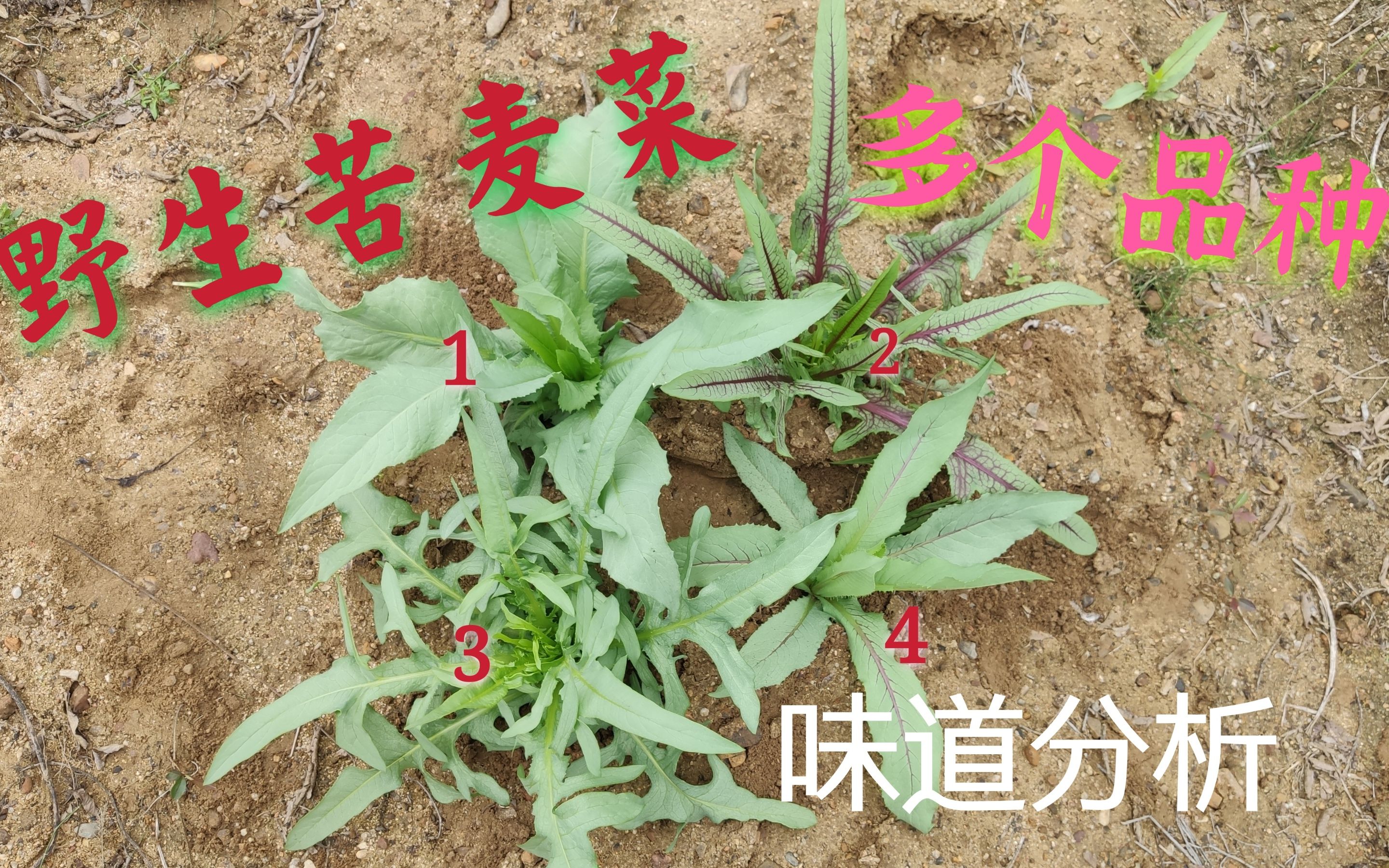 野苦菜的功效图片