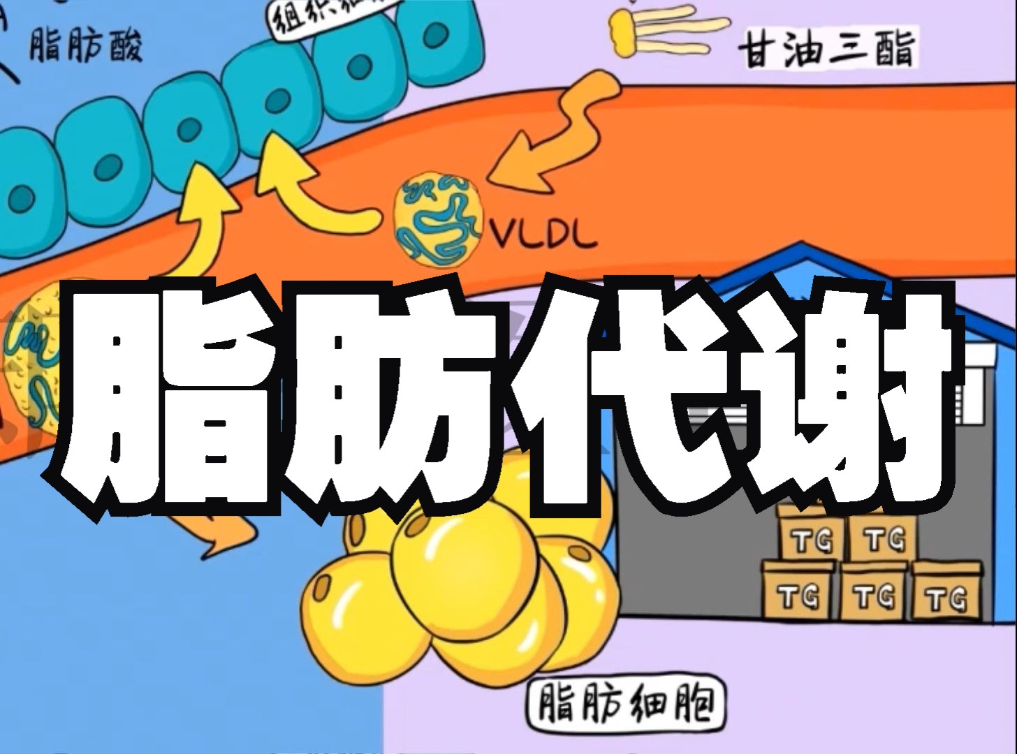 医学手绘笔记 脂肪代谢