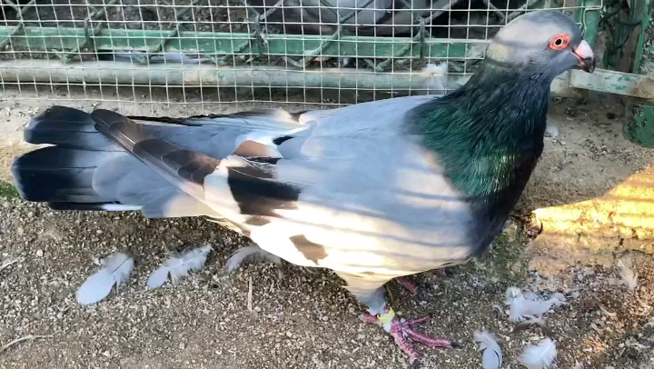 鸽子plus 西班牙鸾鸽