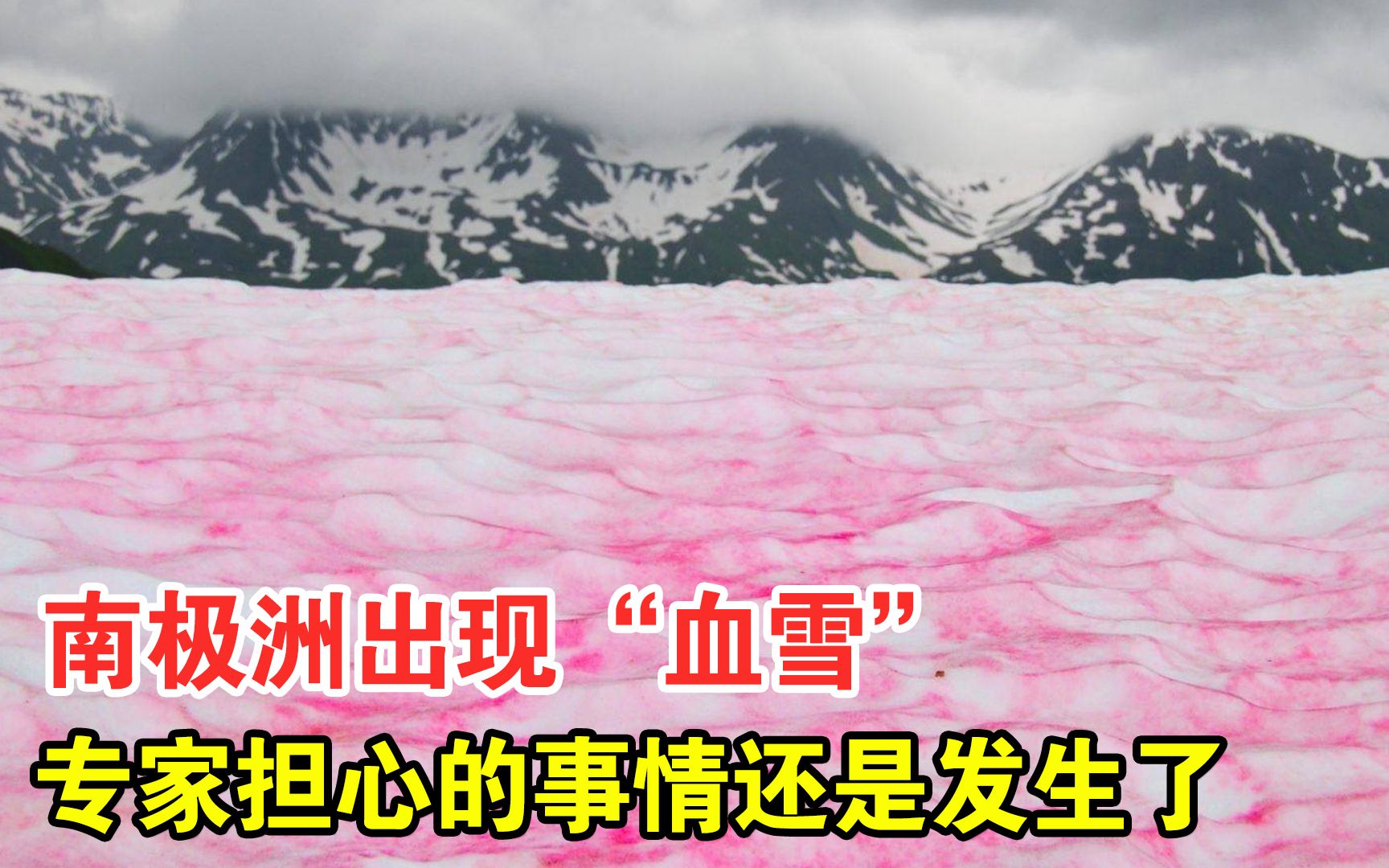 南极出现"血雪",科学家担心的事正在发生?这到底是怎么回事