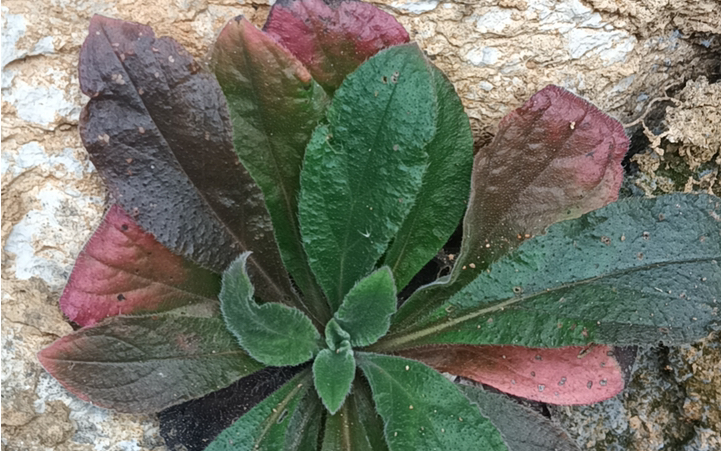 挺好看的红配绿