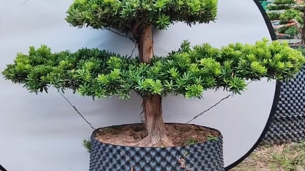 20公分大鹏展翅金钻罗汉松盆景