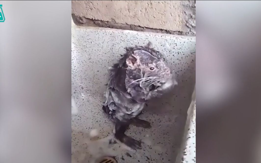 最让铲屎官省心的小老鼠,可以自己去洗澡,鼠小弟这是你么