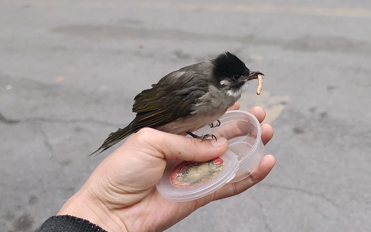 放生小鵯鳥第一天:這鳥比訓過的還聽話,沒白養