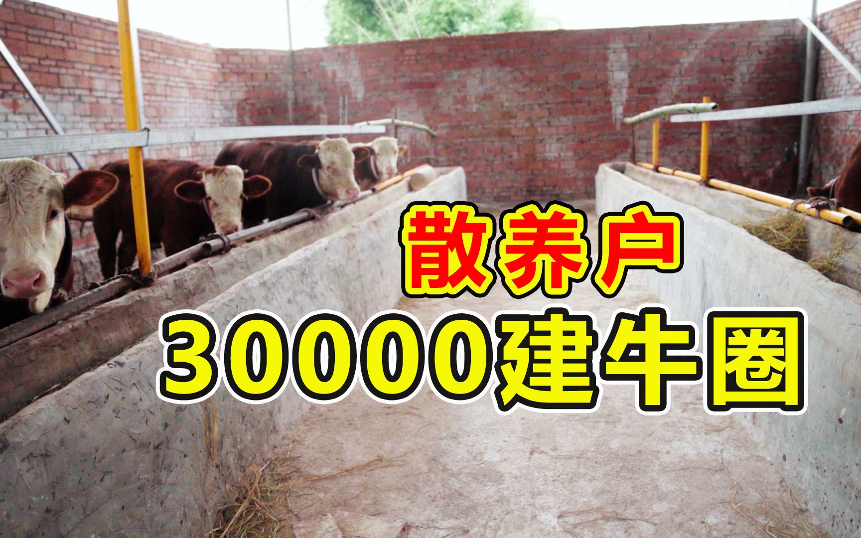 养牛新手该这样搭牛棚:散养户花30000自建牛棚,简单实用还省钱哔哩哔哩bilibili