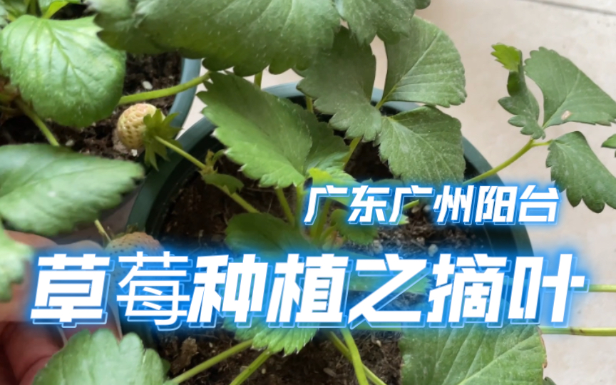 广东广州阳台草莓种植之摘叶哔哩哔哩bilibili