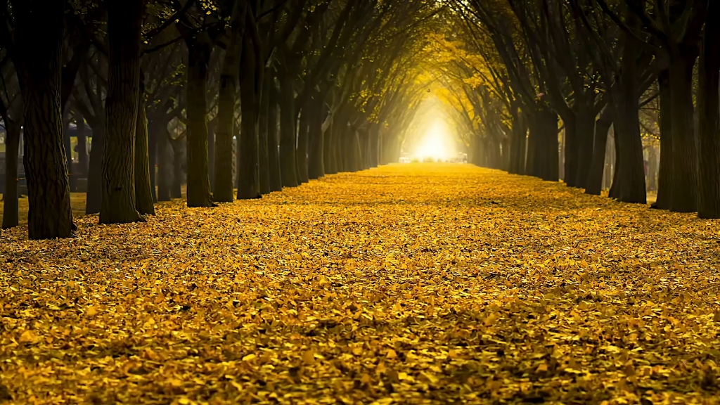 心情沮丧的时候适合看看晚秋风景