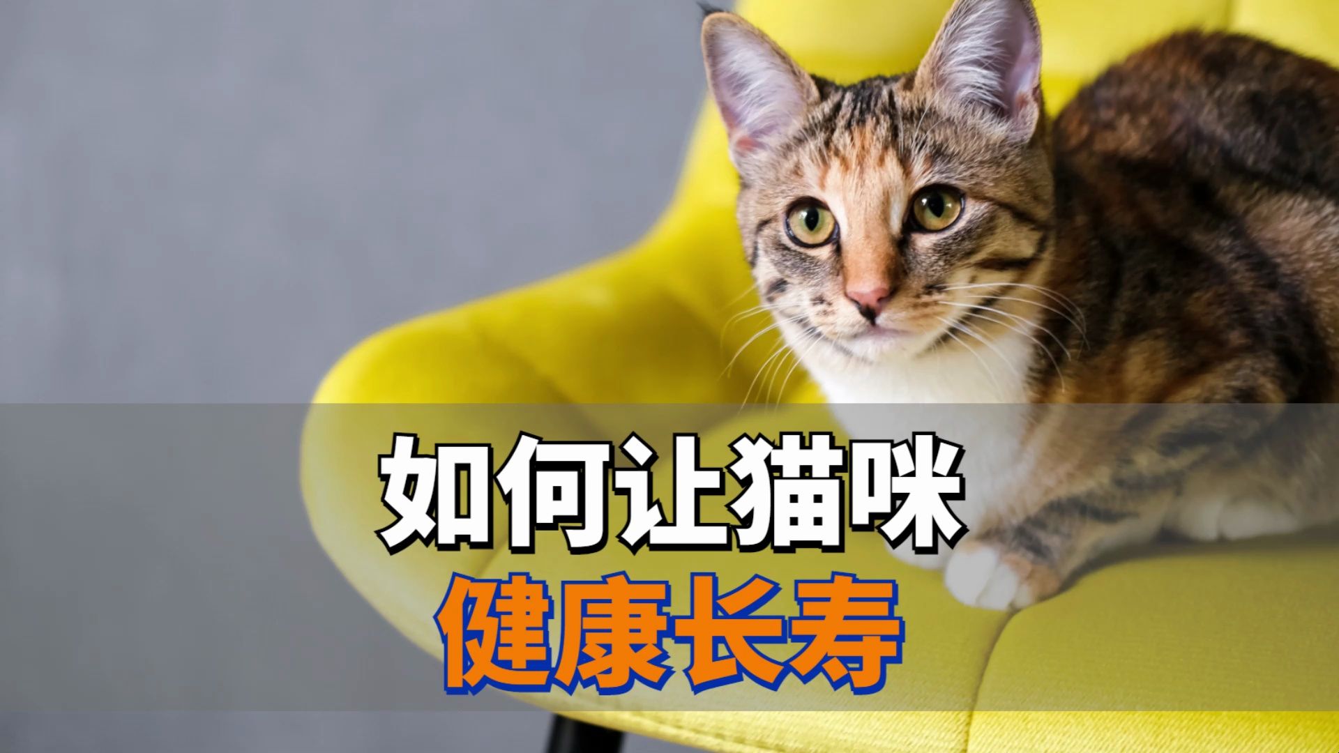 如何让猫咪健康长寿?看这个视频就够了!