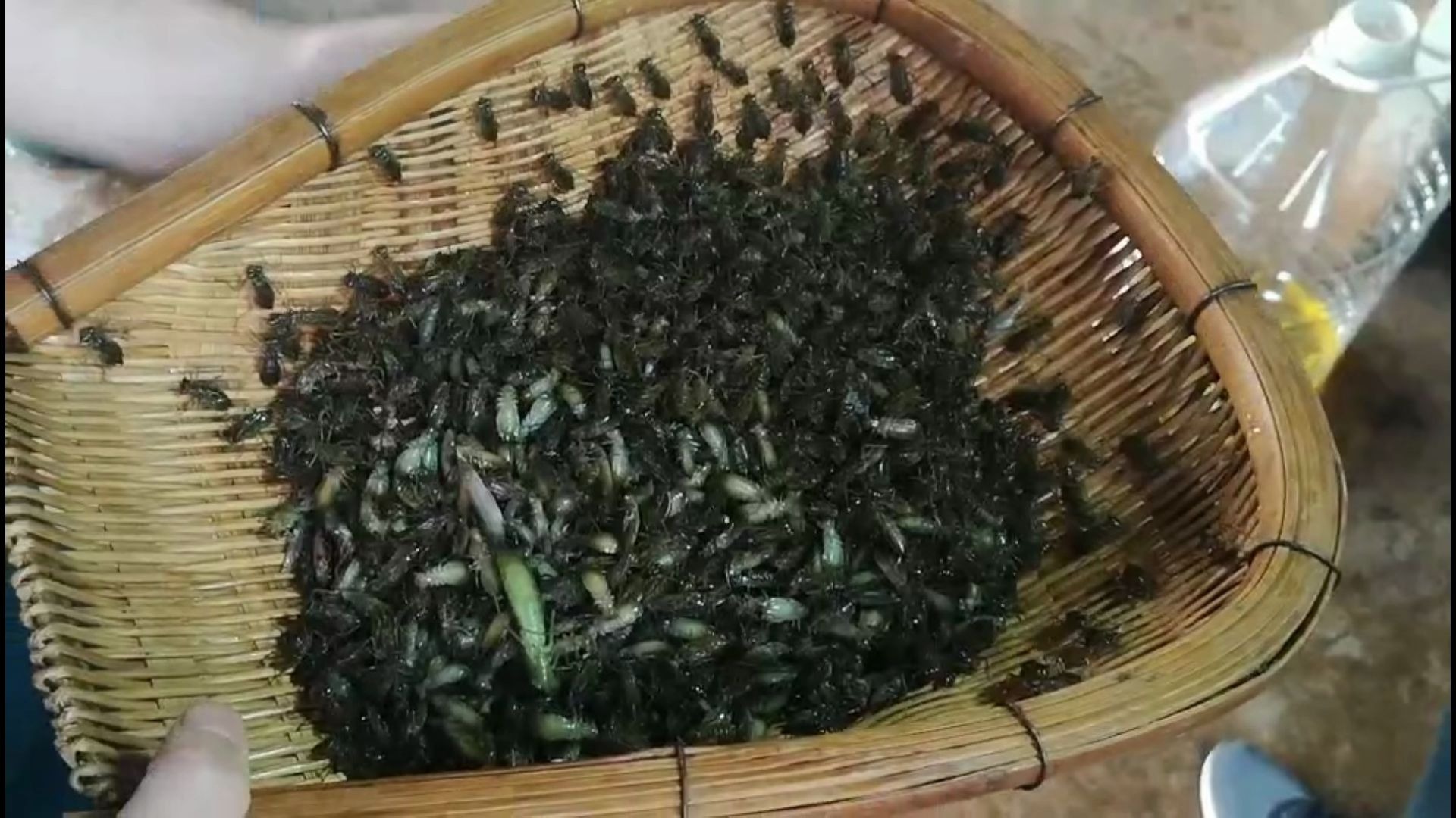 贵州虾巴虫图片