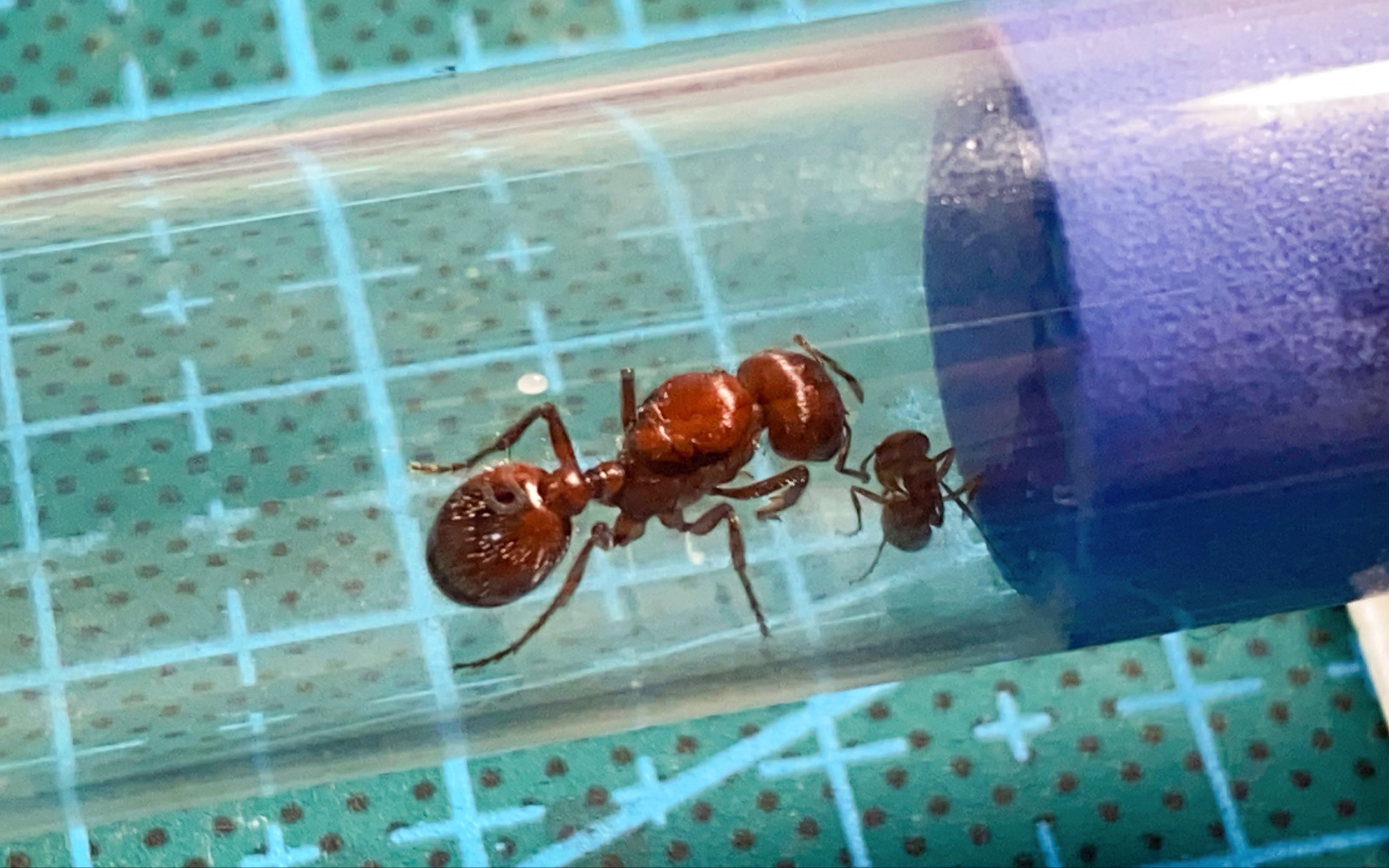 巴巴特斯红石竹蚁#1_哔哩哔哩 (゜-゜)つロ 干杯~-bilibili