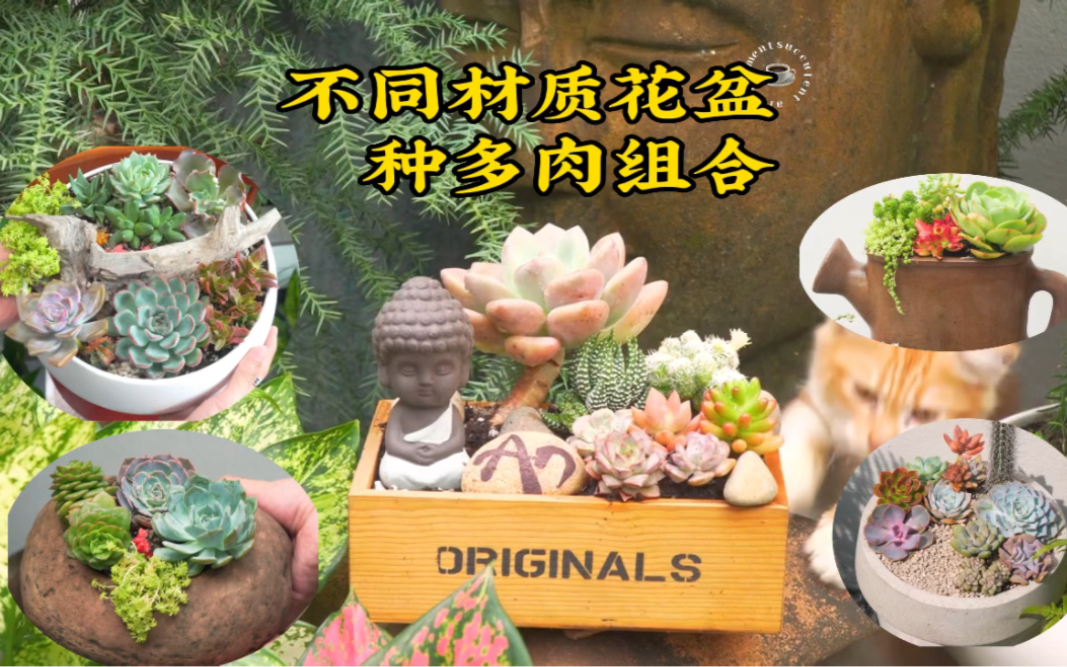 不同材质的花盆,种不同的多肉植物组合哔哩哔哩bilibili