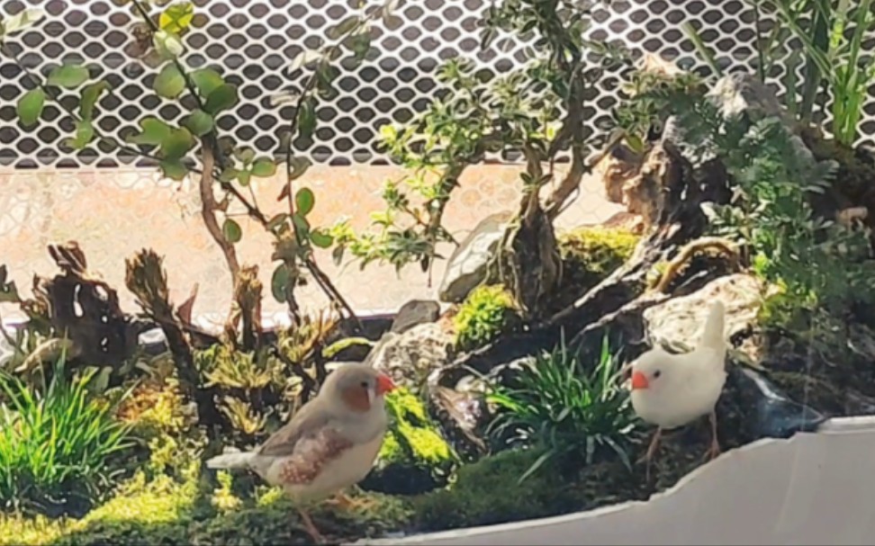 不能养鱼的阳台货架不是好生态鸟笼