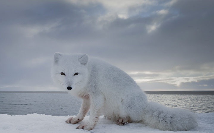 北极狐转自bbchow to survive as a tiny arctic fox - wild alaska