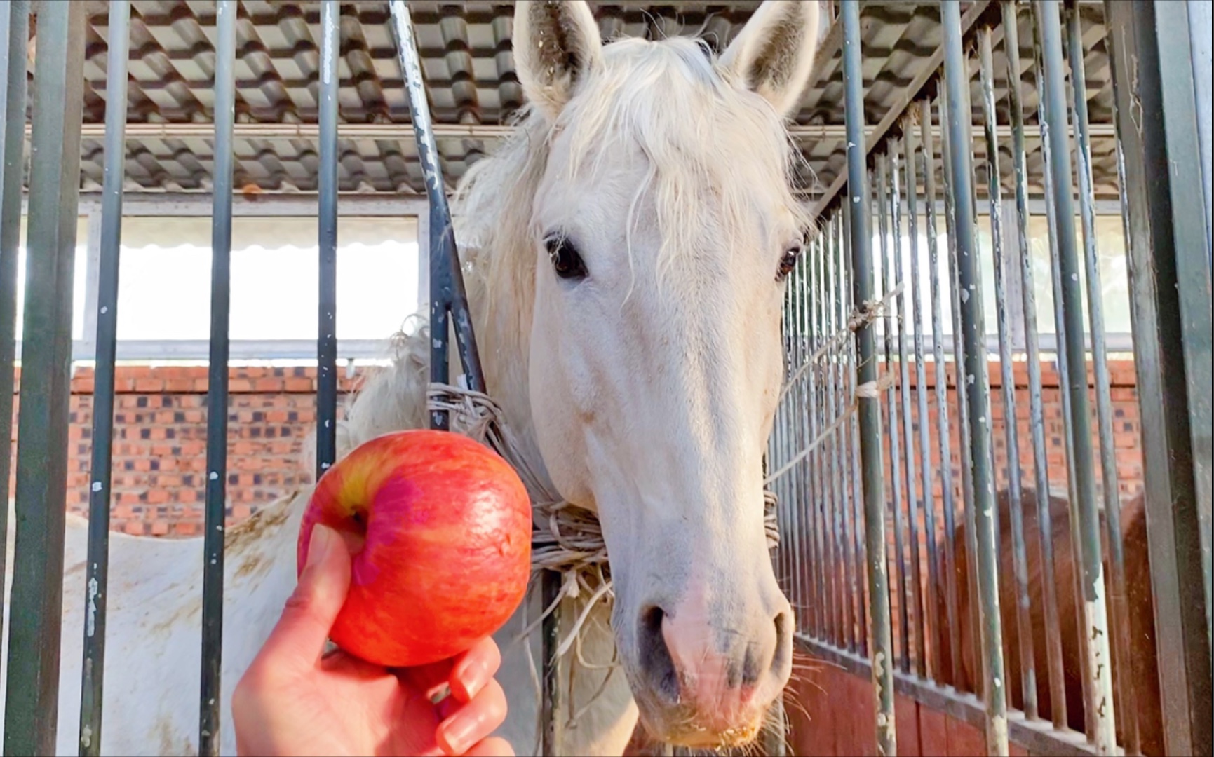 长了一张贵族脸的卢西塔诺马,马届美男子吃苹果瞬间变二傻子_哔哩哔哩