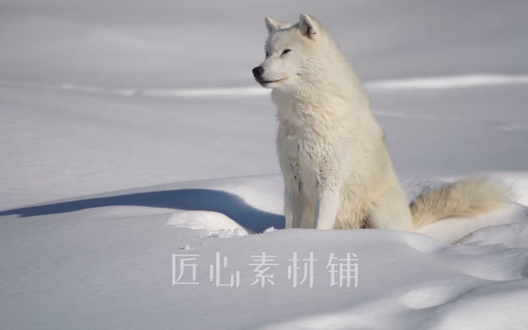 冬天雪地中的北极狼狐狸鹿野生动物特写实拍HDR超高清4K视频素材哔哩哔哩bilibili