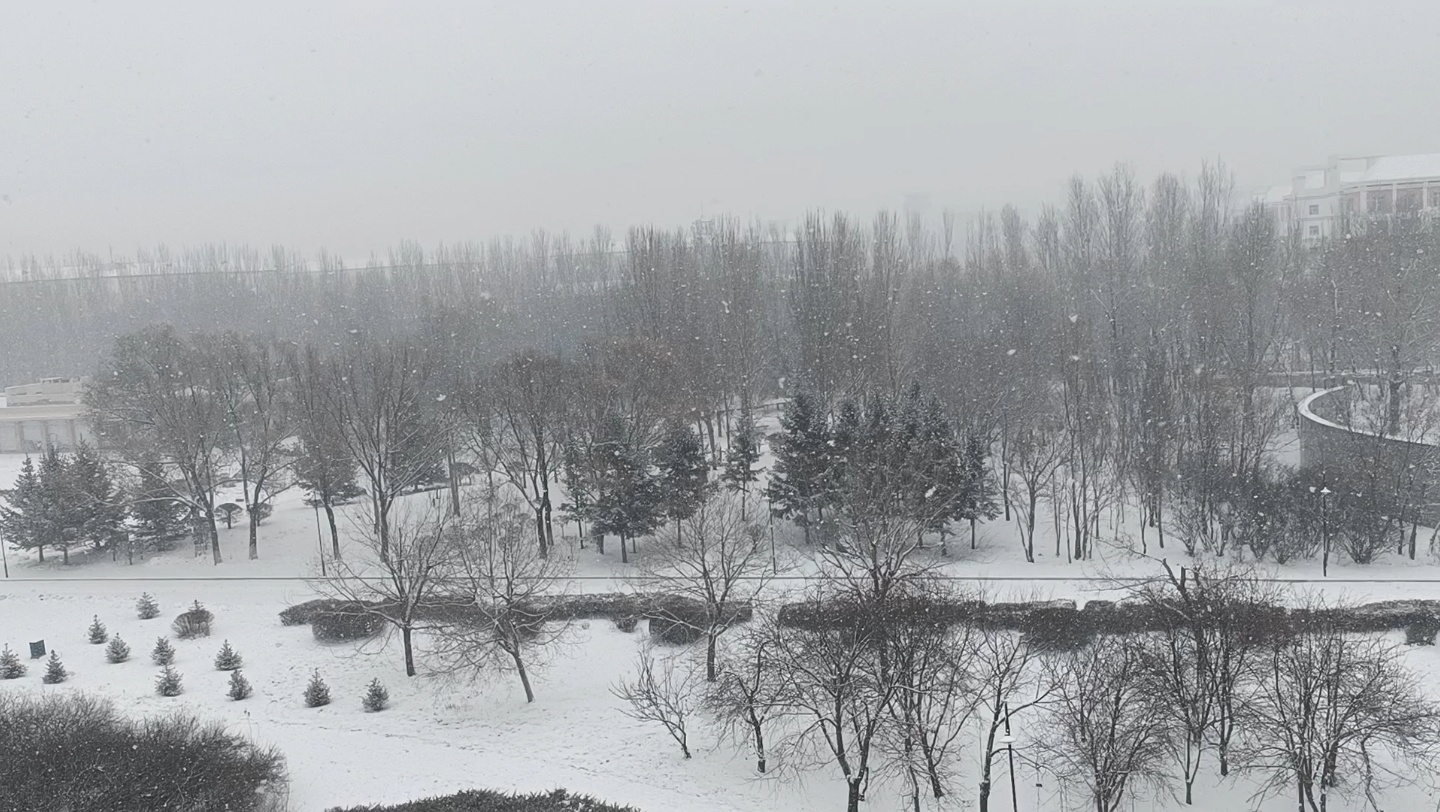 东北又下大雪了,白茫茫一片真干净