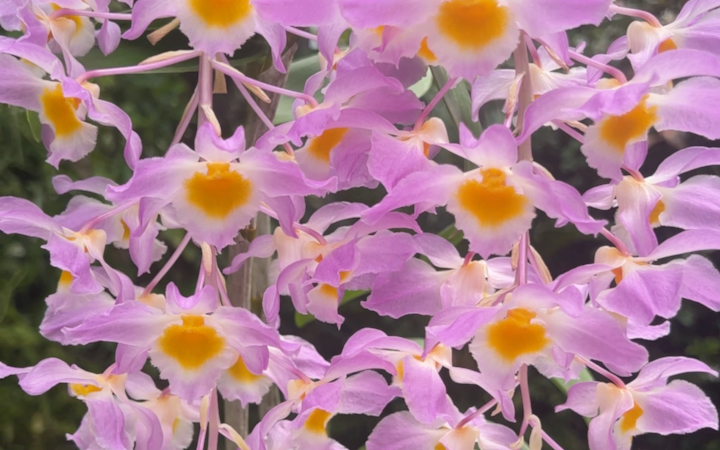 红灯笼石斛今年开花好美,已经开始盼着明年了!