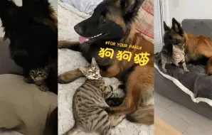 跟狗狗一起长大的猫猫会变异成狗狗猫！？