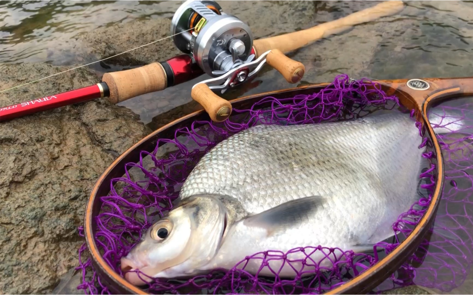 不正经的路亚鱼种-vib解锁鳊鱼