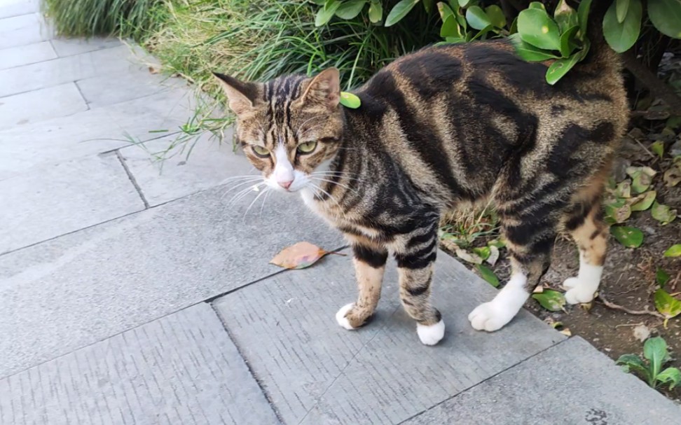 白手套白靴子的漂亮虎斑猫