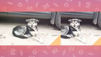 当小狗长了眉毛会怎样 哔哩哔哩 Bilibili