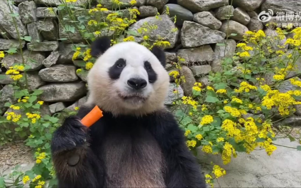 [图]【食材和环境：谁能比过小馨住的佛坪】目前我国熊猫馆大概有三类：一是在城市动物园；二是在各种野生动物园；三是在风景区内设展馆。佛坪熊猫谷就是风景区模式。