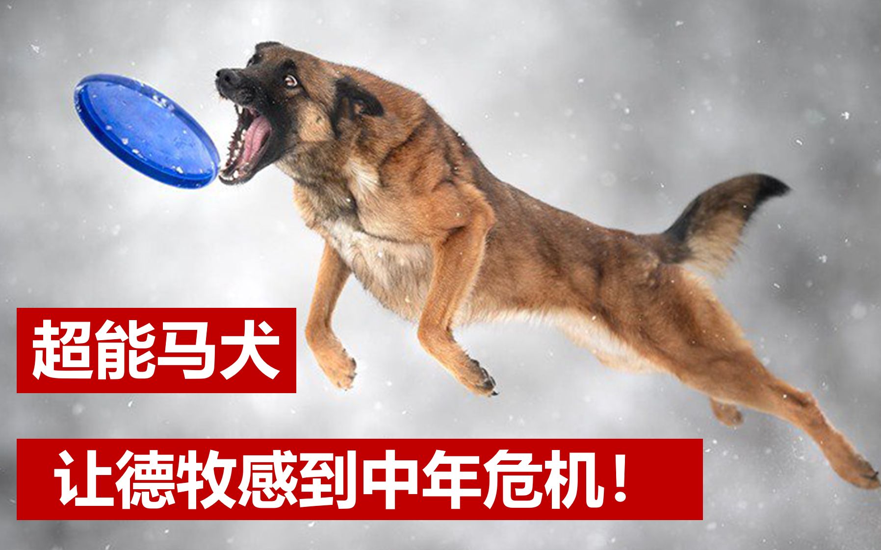 马犬,这位警犬界后起之秀,让德牧感到了中年危机!哔哩哔哩bilibili