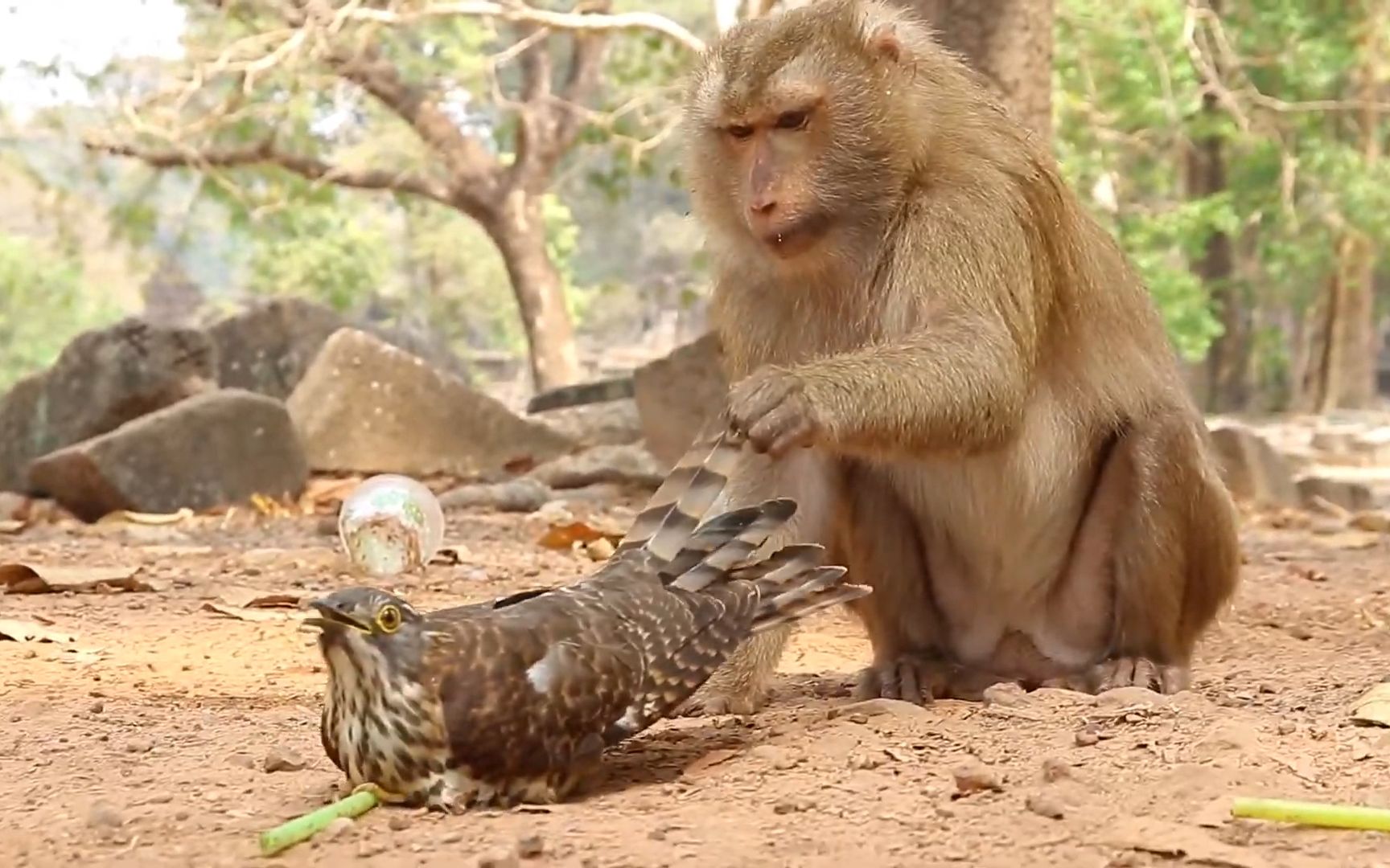 食猴鹰误闯猴子领地,不料惨遭猴群疯狂报复,下一刻想死的心都有
