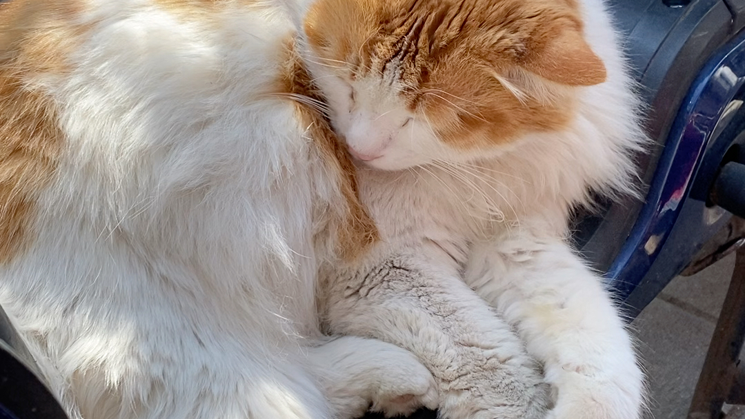 元旦一只大橘虎