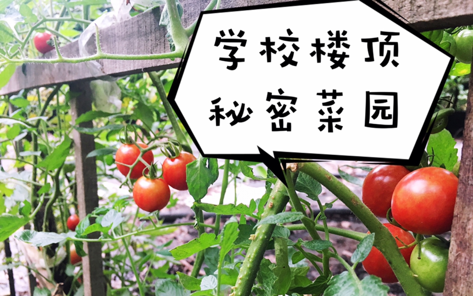 学校楼顶的秘密菜园喜获大丰收