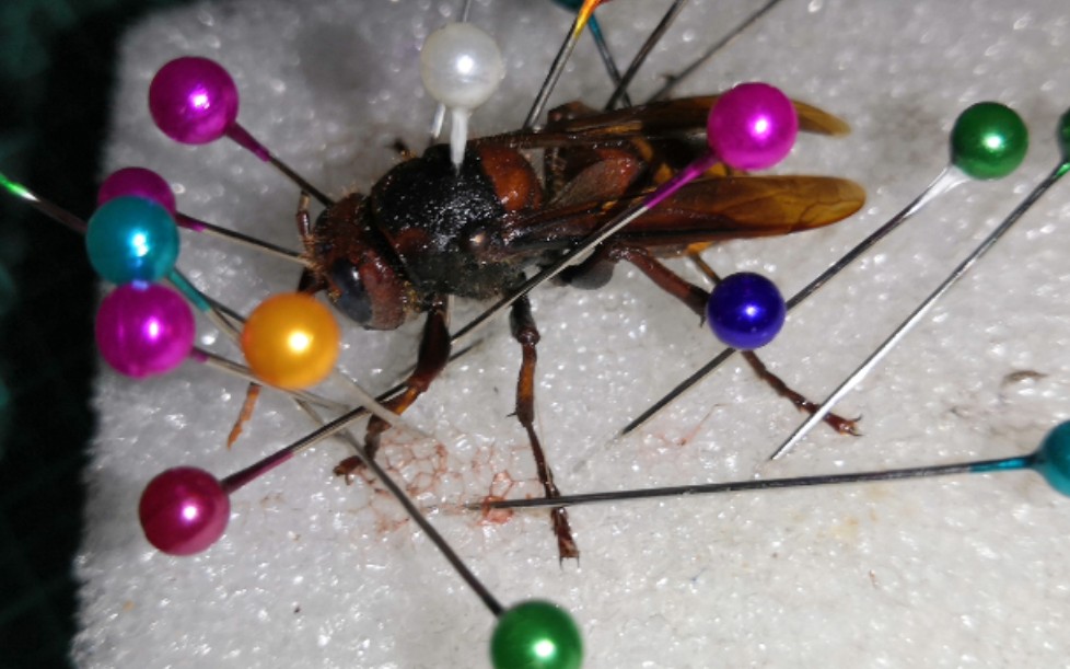 小伙发现了只巨大的黄蜂,并将它做成了标本!