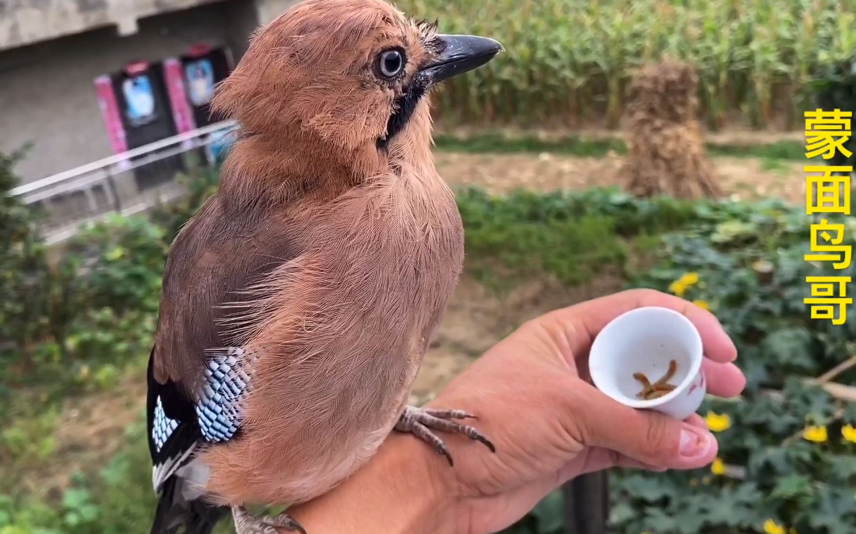 活动作品松鸦把吃不完的食物藏进主人衣服
