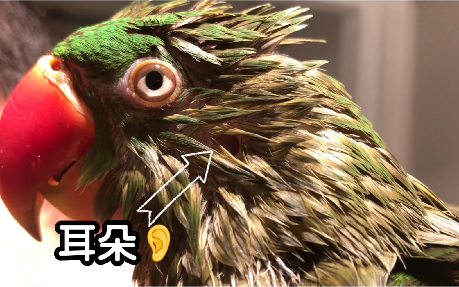 鹦鹉的耳朵在哪?洗完澡终于看到啦 箭头处!_哔哩哔哩_bilibili