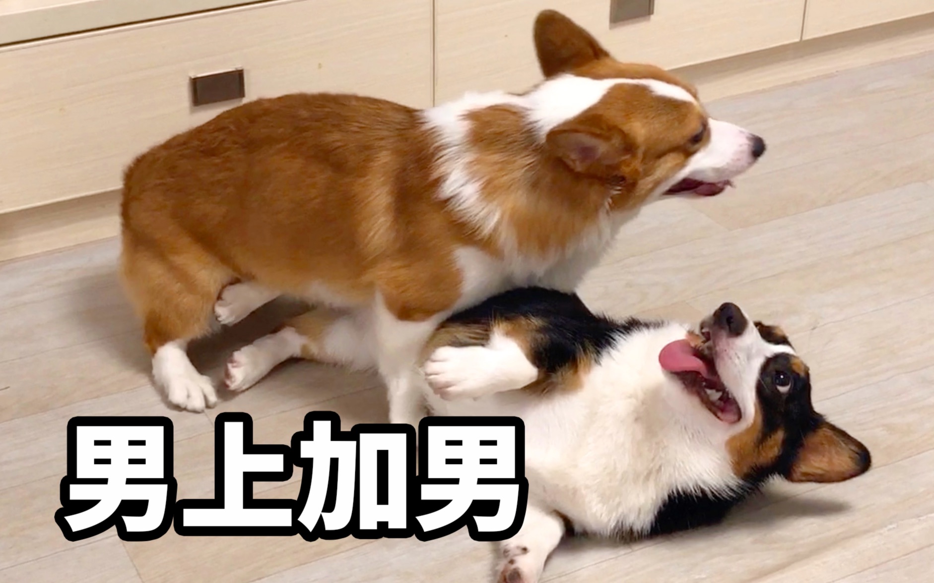 论撩狗,柯基骚起来,谁都受不住!【小短腿duby】_哔哩哔哩_bilibili