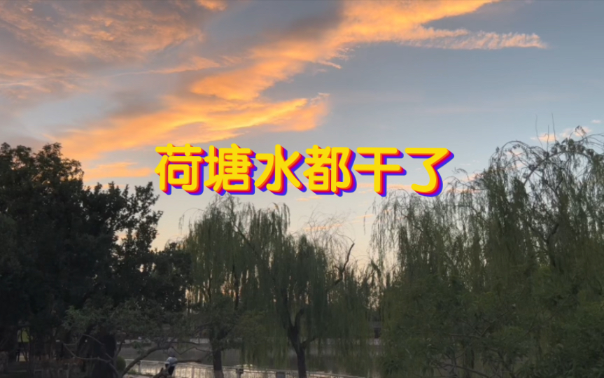 天津太热了荷塘的水都干了,哪来的荷花?哔哩哔哩bilibili