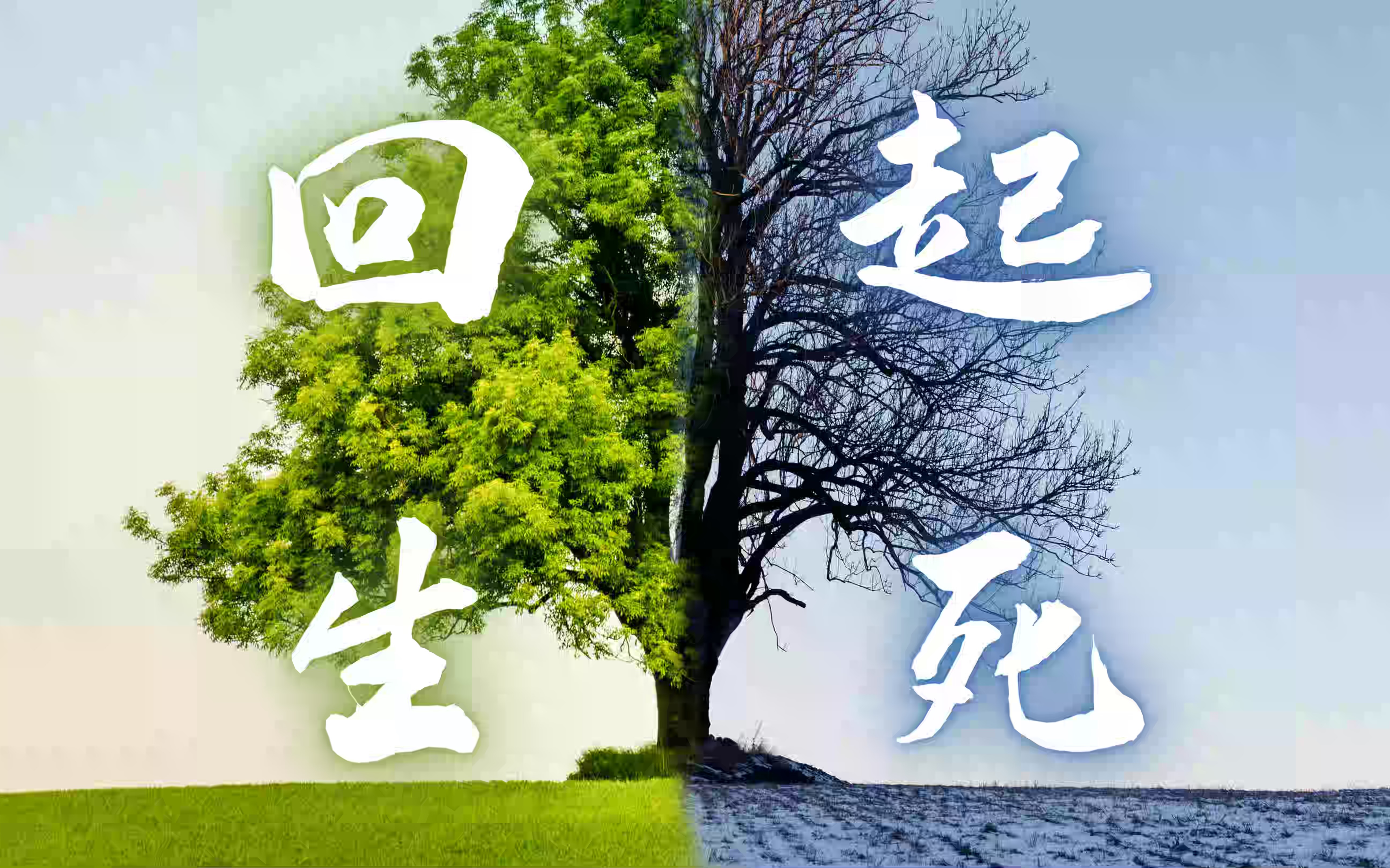 让死树起死回生的秘密让植物快速生长的神奇方法在果树下套种蚕豆的