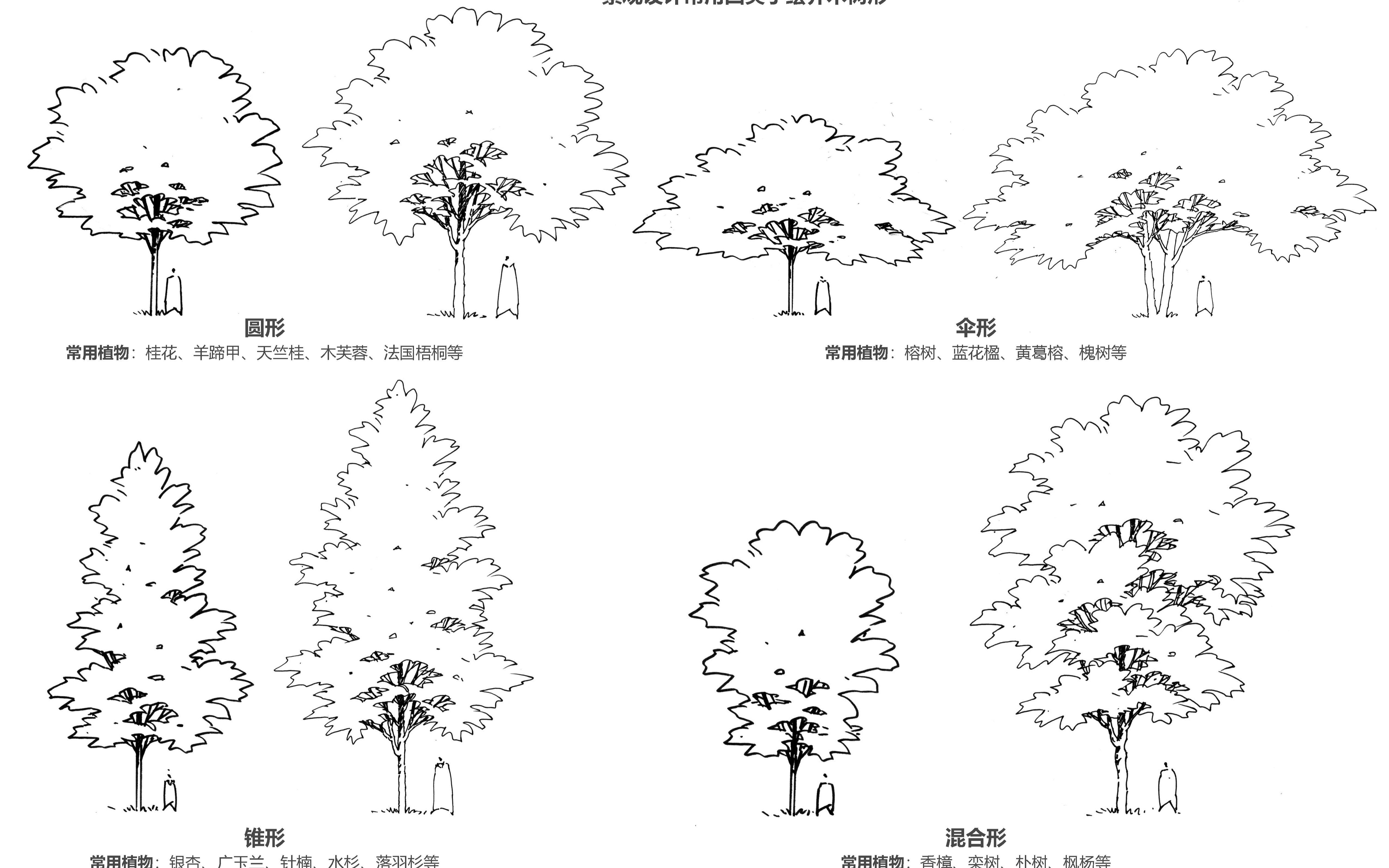 园林树木图例手绘图片