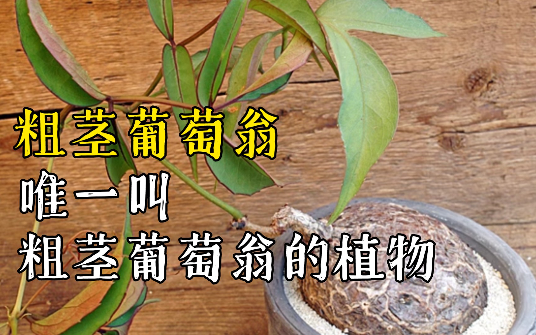 第552弹:葡萄翁家族中的另类!唯一叫粗茎葡萄翁的植物Cyphostemma pachypus哔哩哔哩bilibili