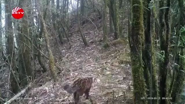 可可爱爱!云南保山拍到珍稀野生动物云猫哔哩哔哩bilibili