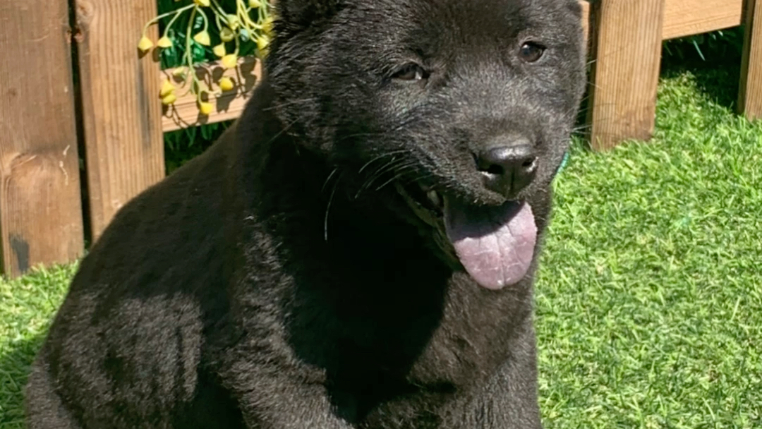 五黑田园犬 连舌头都是全黑色的 据说能镇宅辟邪_哔哩哔哩_bilibili