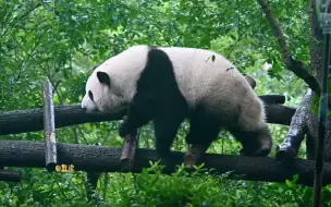 Download Video: 8:03，突然下大雨，花花往回走找地方躲雨（最后的叫声是不是花花叫？）#大熊猫和花和叶#大熊猫 #国宝不愧是国宝 #熊猫花花 #来这吸熊猫