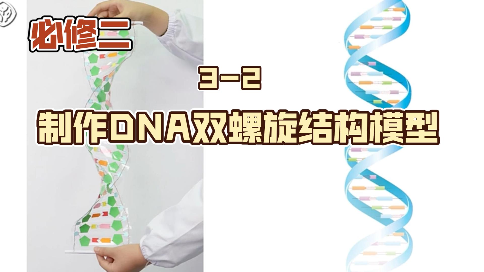 32制作DNA双螺旋结构模型哔哩哔哩bilibili