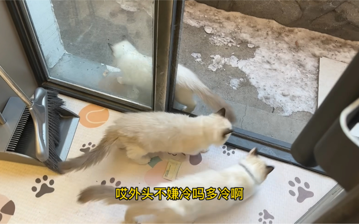 猫不怕冷吗?哔哩哔哩bilibili