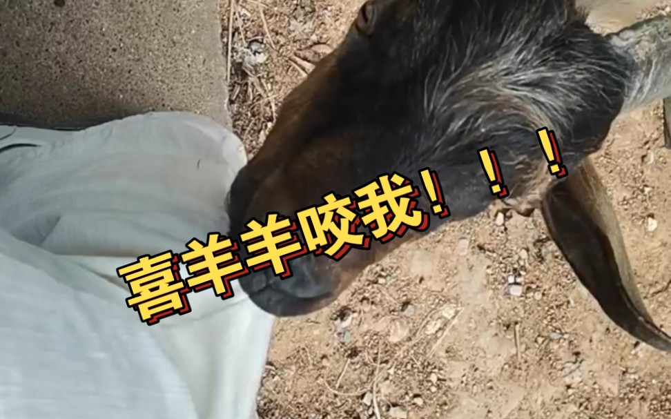 被羊咬会变成羊吗?