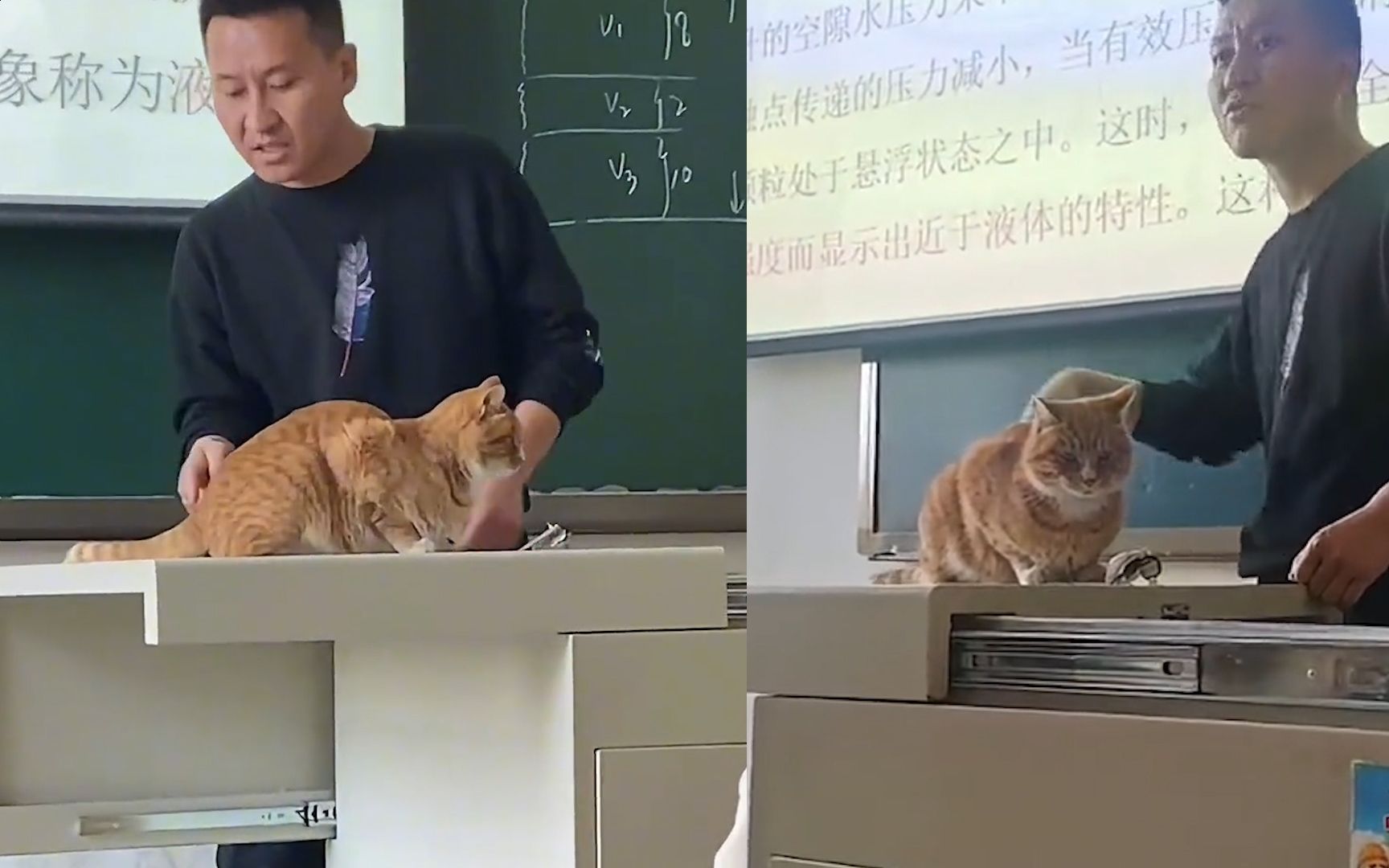 猫咪教室蹭课被当教具授课,老师回应:橘猫尾巴摆动很适合讲解鞭梢效应哔哩哔哩bilibili